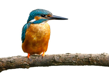 River kingfisher male isolated on white background. Common kingfisher, Alcedo atthis, perched on branch near nesting burrow. Flying gemstone. Wildlife nature. Colorful bird in breeding season.