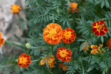 Fototapeta premium Marigold Flower
