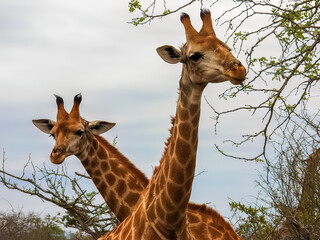Giraffes foraging in the South African savannah. Close up of the necks and heads.
