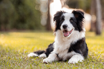 Black and white Border Collie dog posing on the grass in the park sticking out the tongue open mouth in the warm sun during golden hour - Powered by Adobe