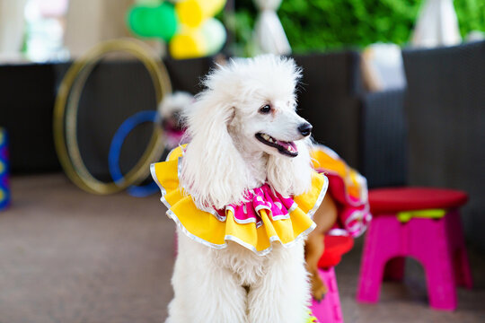 circus performance with trained dogs. entertainment for holiday.