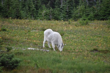 Obraz premium wildlife