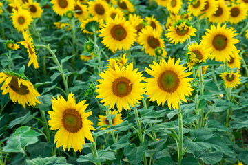 Obraz premium sunflower blooming in the field in summer