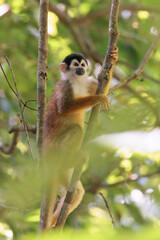 Central American Squirrel monkey (Saimiri oerstedii) perching on a branch in Corcovado National Park, Osa peninsula, Costa Rica