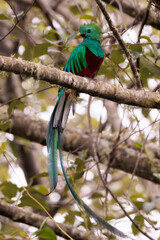 Male resplendent quetzal (Pharomachrus mocinno) perching on a branch near San Gerardo de Dota national park, Costa Rica 