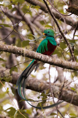 Male resplendent quetzal (Pharomachrus mocinno) perching on a branch near San Gerardo de Dota national park, Costa Rica 