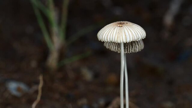 Tokyo,Japan - September 4, 2022: Closeup of Parasola leiocephala or Bald Inkcap
