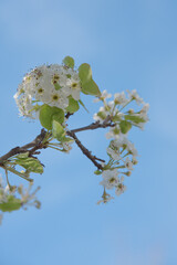 blossoming apple tree in spring against blue sky