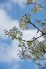 blossoming apple tree in spring