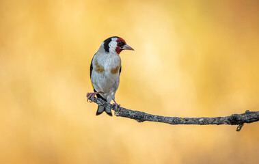 goldfinch perched on a branch warm blur background