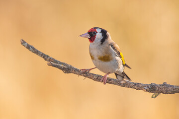 goldfinch perched on a branch warm blur background