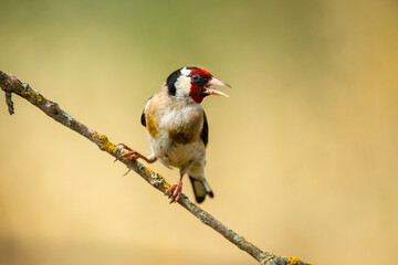 goldfinch perched on a branch warm blur background