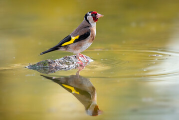 goldfinch perched on a branch warm blur background