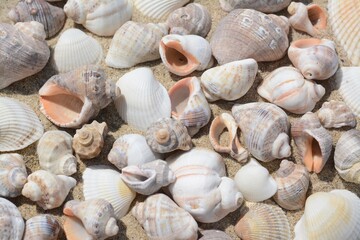 Many beautiful sea shells on sand, closeup