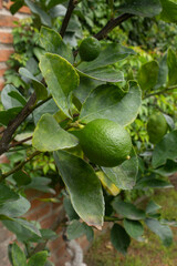 green lemon tree with ripe lemon growing. lemon tree growing. ripe lemon with young lemon.