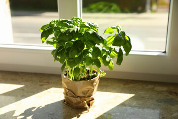 Potted basil on windowsill indoors. Aromatic herb