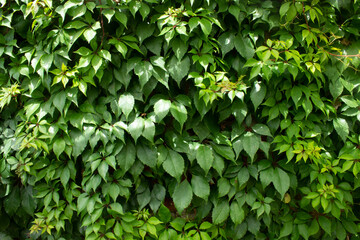 Green leaves texture background with beautiful pattern. Clean environment. Ornamental plant in the garden. Eco wall. Organic natural background.