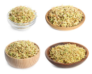 Set of sprouted green buckwheat on white background