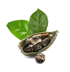 Dry cardamom pod and green leaves on white background