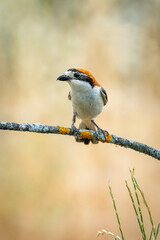 common shrike perched on a branch