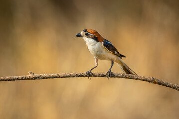 common shrike perched on a branch