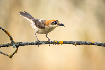 common shrike perched on a branch