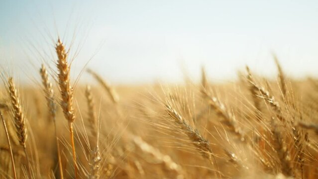 growing cereals in farmland, closeup view of ripe golden ears of wheat or rye, amazing landscape