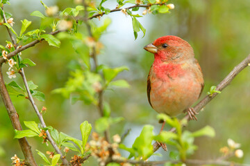 Dziwonia (Carpodacus erythrinus) © Grzegorz
