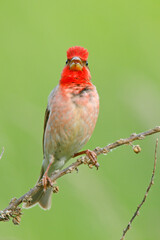 Dziwonia (Carpodacus erythrinus)