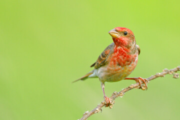 Dziwonia (Carpodacus erythrinus) © Grzegorz