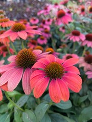 pink flowers in the garden