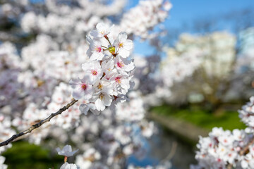 桜