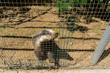 Image of a badger inside a cage in a zoo © Joan Manel Moreno