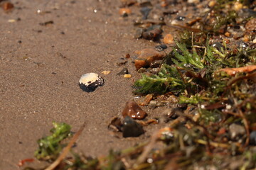 滋賀県琵琶湖に打ち上げられた貝殻と海藻