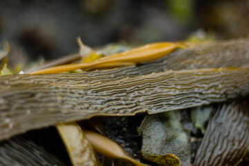 seaweed, closeup, Pichilemu, Chile