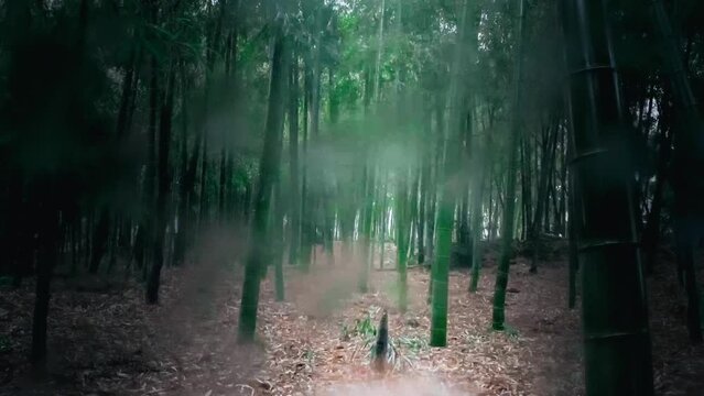 タケノコの成長