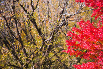 紅葉の最盛期　鹿児島県青少年研修センター	