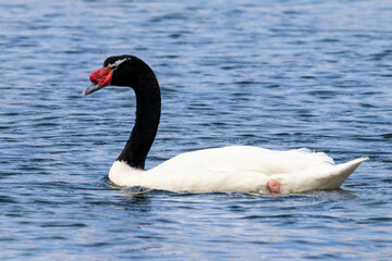 black swan on the water