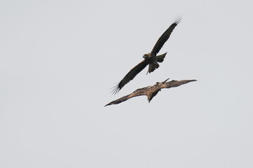 black kite in flight