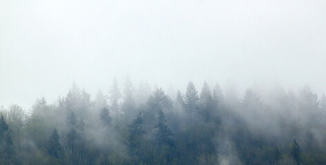Fototapeta na wymiar Fog Rolling Through a Forest