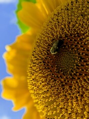 close up of sunflower