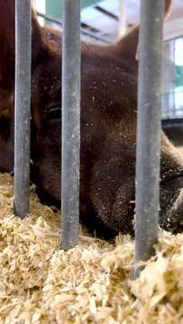 A Duroc pig lays in a confined pen with their face to the camera. The pig's snout is breathing in the bedding material and then closes its eyes for a nap.