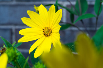 A closeup of a vibrant yellow flower in the garden against a blue brick wall