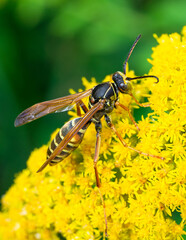 A closeup of a paper wasp on a yellow wildflower against a natural, green background