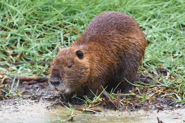 Beaver eating