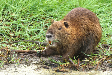 Fototapeta na wymiar Beaver eating