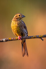 cirl bunting female drinking perched on a stone