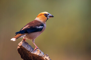 male grosbeak perched on a branch