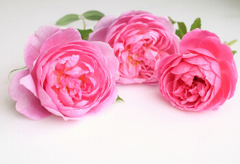 白バックにピンクのバラの花びら、室内のピンクの薔薇のクローズアップ