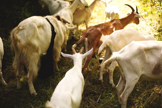 Saanan and alpine goats on a small farm in Ontario, Canada.